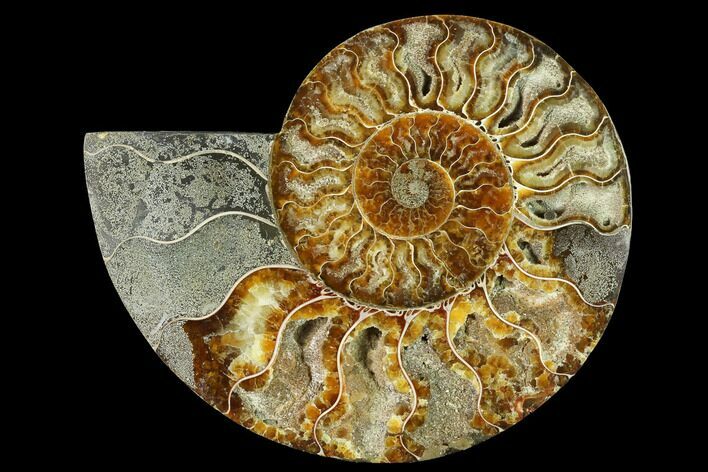 Cut & Polished Ammonite Fossil (Half) - Madagascar #166921